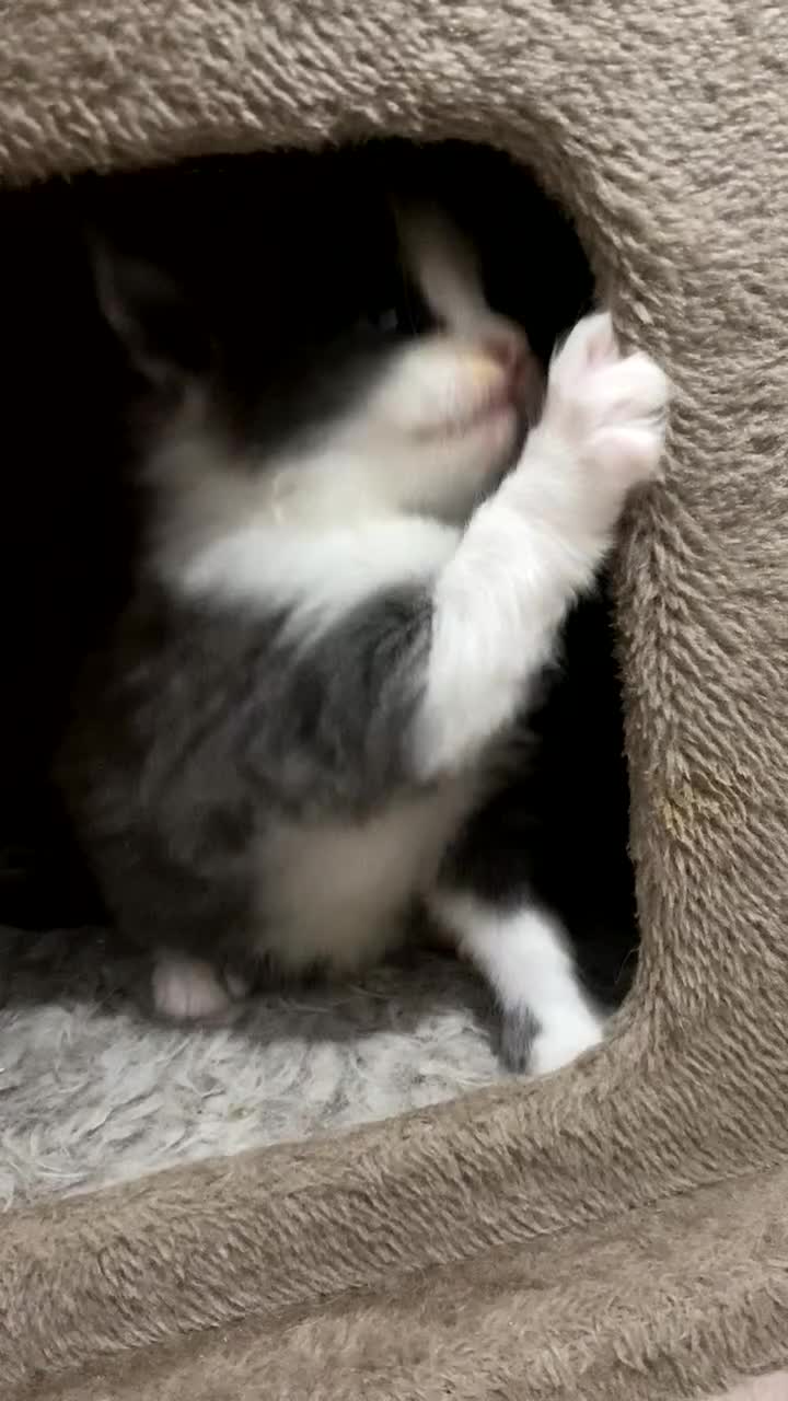 Siberian cats for sale: Beautiful Mixed Kittens-Siberian/Ragdoll/Longhair - Video 3