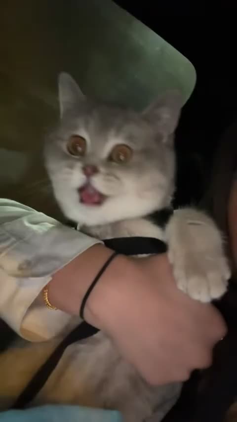 British Shorthair cats for sale: British short hair female! - Video 1