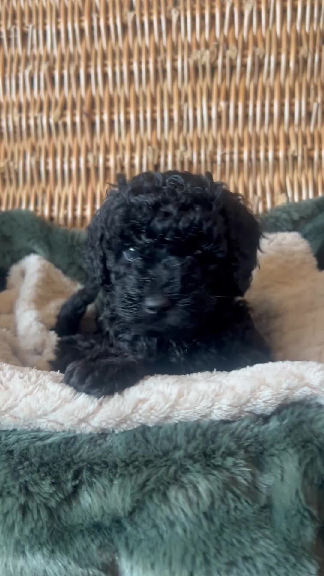 Toy Poodle dogs for sale: KC Toy Poodle Puppies, Champion Lines Final Litter - Video 4