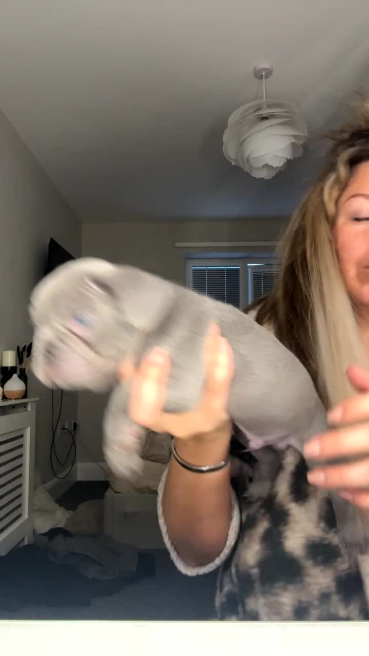 French Bulldog dogs for sale: Beautiful French Bulldog Pups  - Video 3