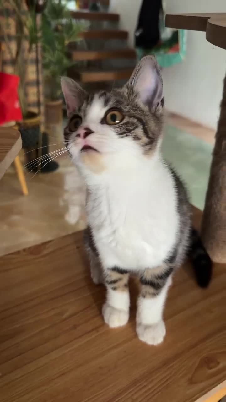 British Shorthair cats for sale: PURE BSH BOY KITTEN - ONLY £75! in Uxbridge - Video 1