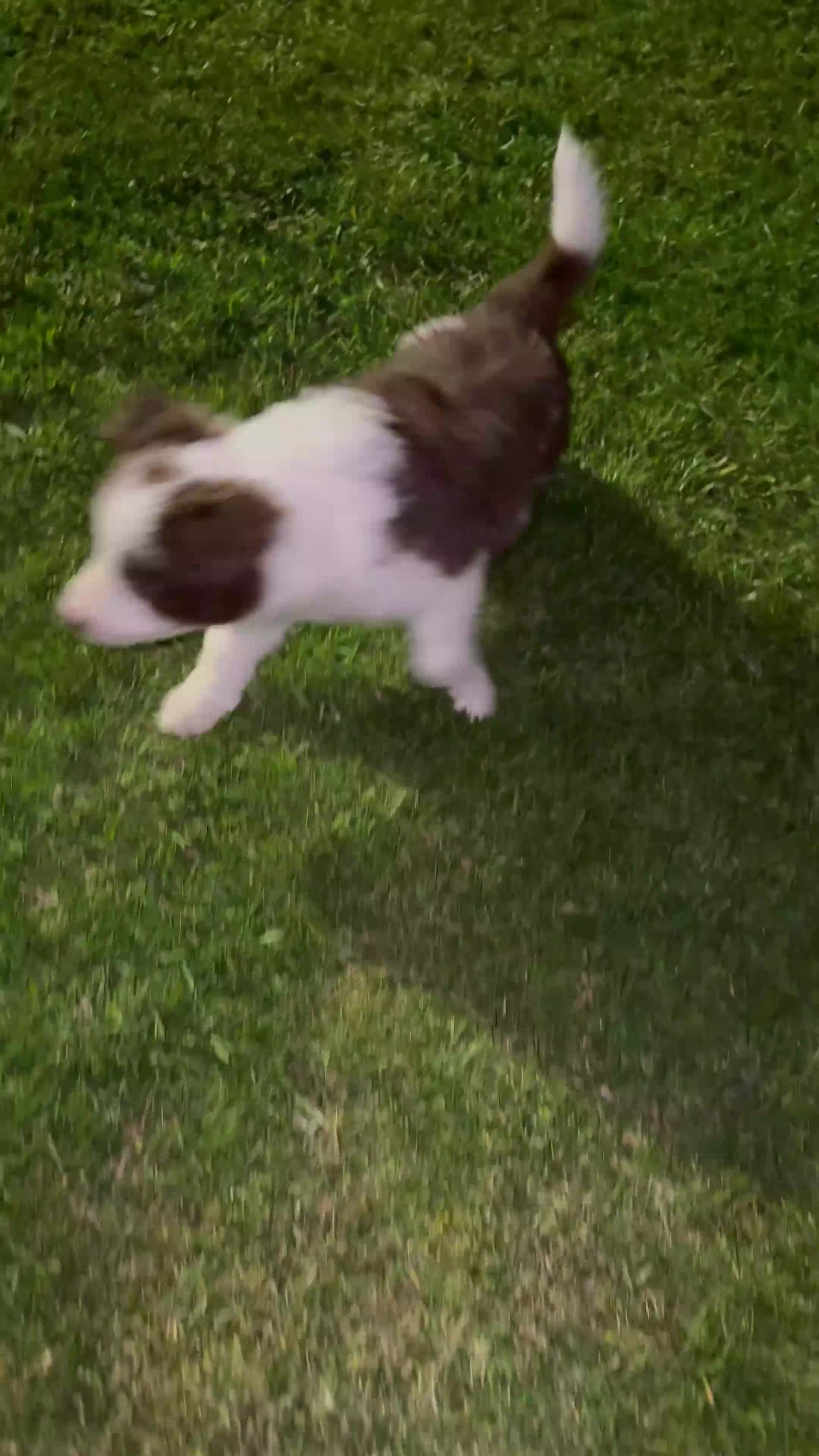 Border Collie dogs for sale: Quality Red & White Border Collie Puppies - Video 1