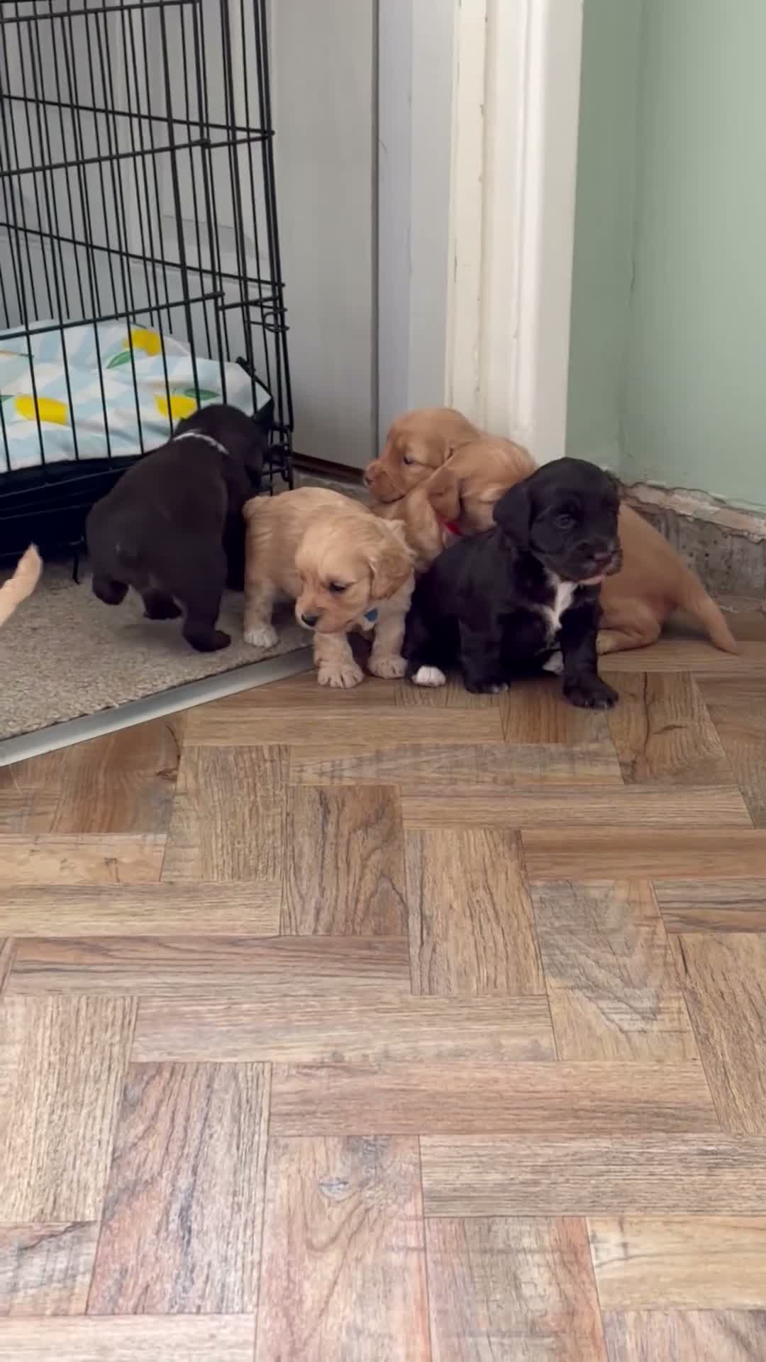 Mixed Breed cats for sale: Miniature Cockapoo’s looking for their forever. - Video 1