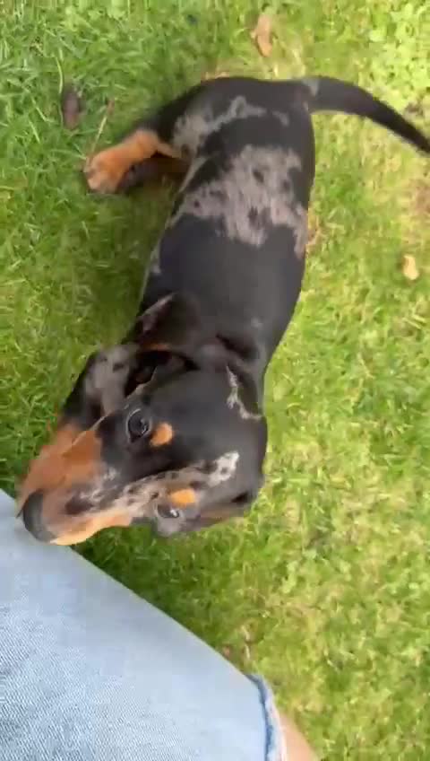 Miniature Dachshund dogs for sale: 🐾Ready to go!!! Reduced KC, Puppies.🐾 - Video 5