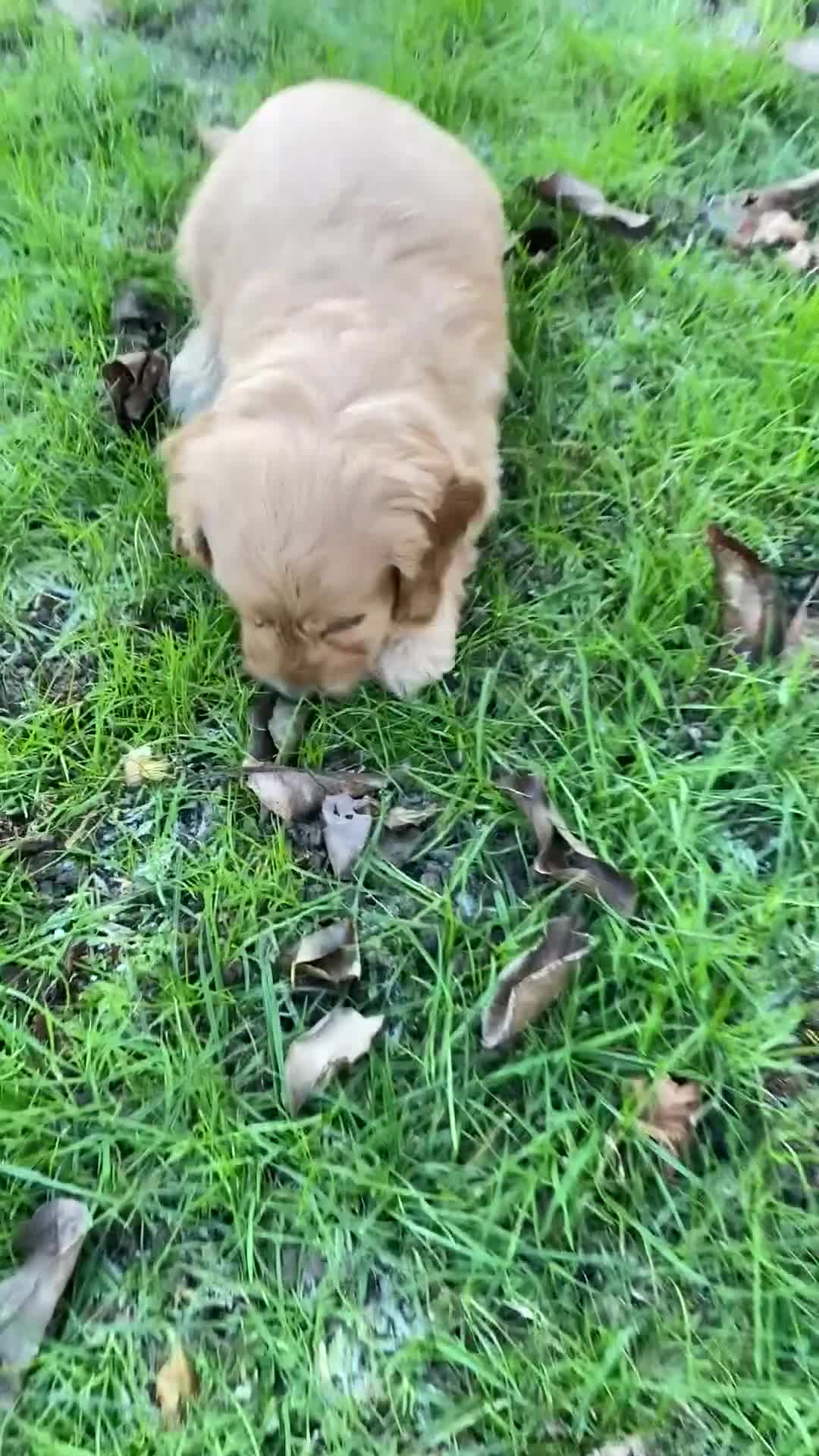 Cockapoo dogs for sale: F1 RED COCKAPOO GIRL. READY 15TH JAN. - Video 1