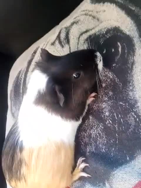 Guinea Pig rodents for sale: Guinea pigs X2 with set up  - Video 2