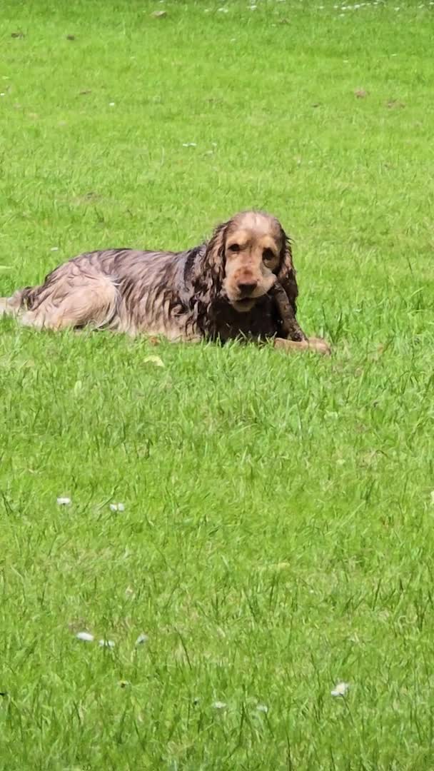 Cocker Spaniel dogs for stud: Proven Track Record Cocker Spaniel Stud - Video 1