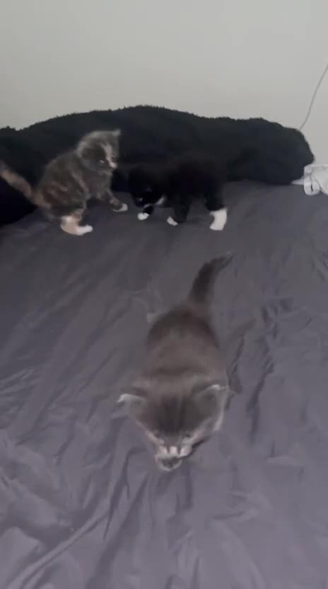 British Shorthair cats for sale: 6 Beautiful kittens looking for their forever home - Video 4