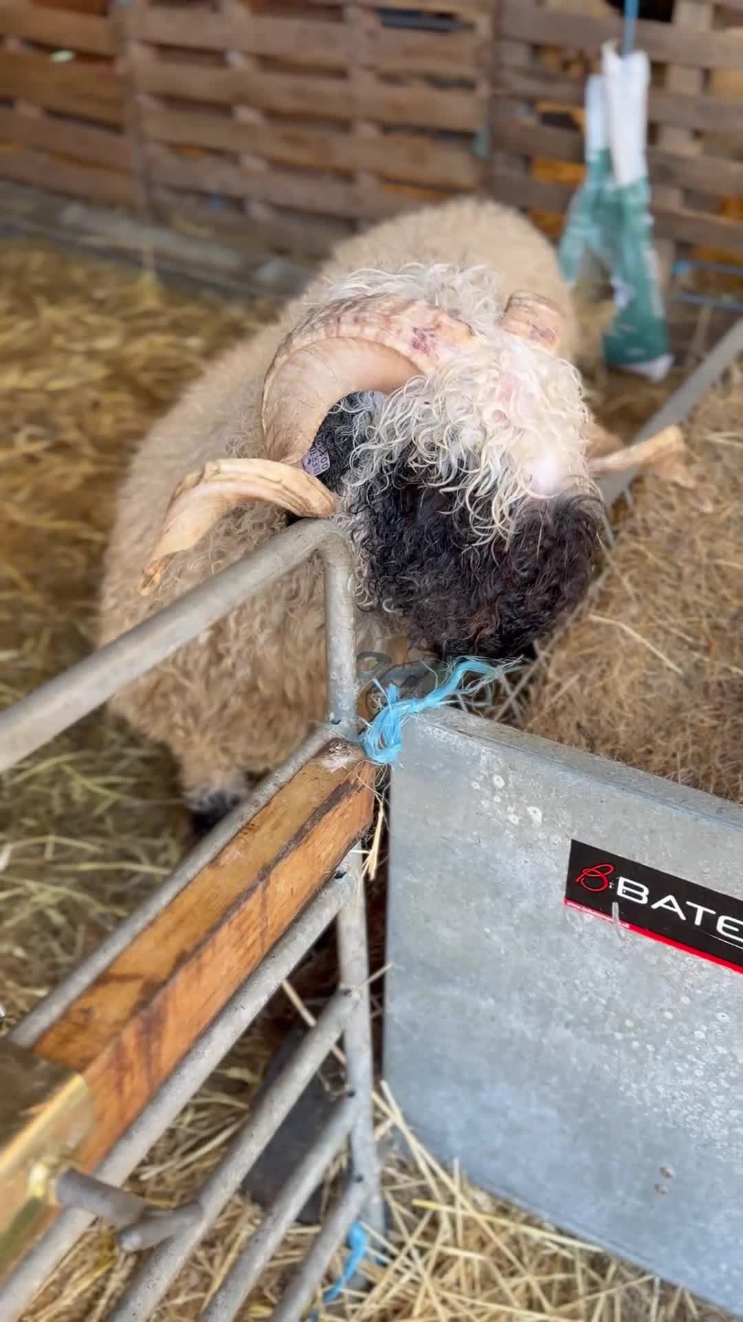 Sheep livestock for sale: Beautiful perfectly marked Valais Blacknose ram in Crewe - Video 1