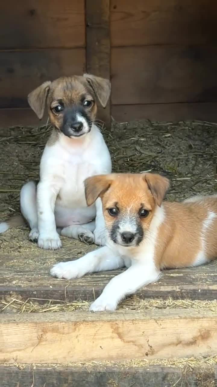 Jack Russell dogs for sale: Jackrussel terrier  in Denbigh - Video 1