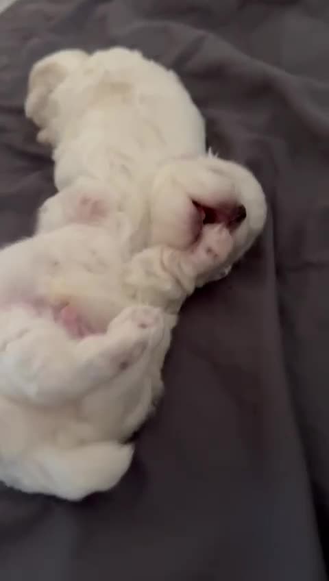 Maltese dogs for sale: Beautiful Boy Korean Maltese Puppy  in Tonbridge - Video 3
