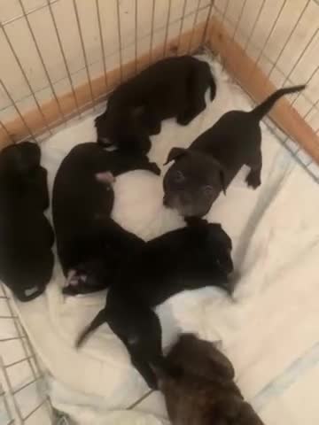 Mixed Breed dogs for sale: Stafford x French bulldog  - Video 1