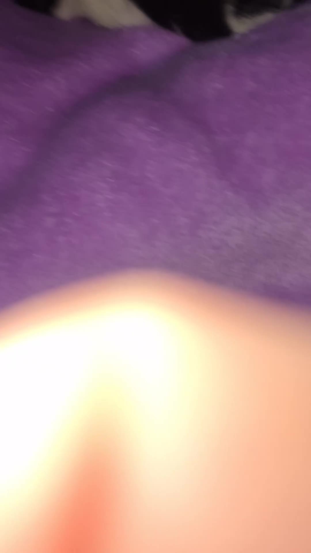 Mixed Breed cats for sale: mixed breed kittens - Video 2