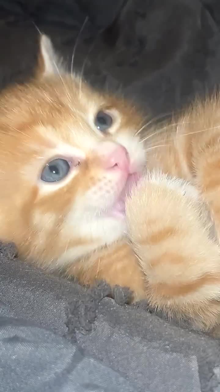 Mixed Breed cats for sale: 4 Beautiful Male Tabby Kittens - Video 1