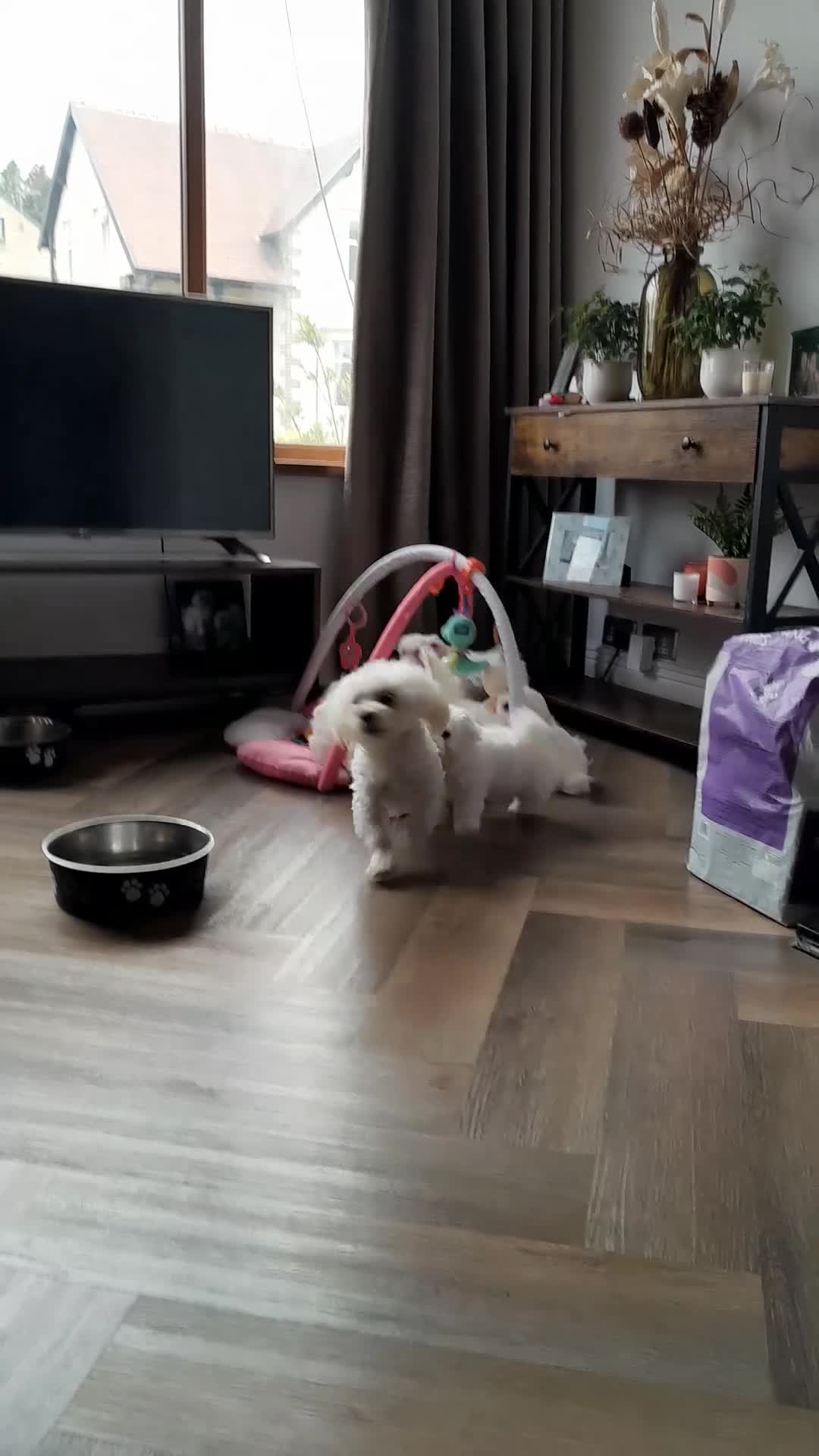 Maltese dogs for sale: 5 Outstanding pedigree Maltese puppies - Video 3