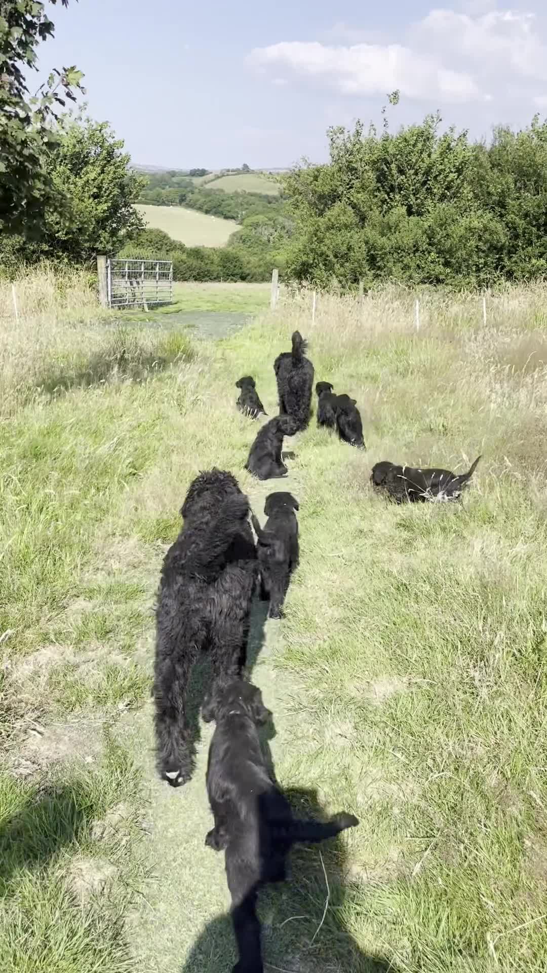 Russian Black Terrier dogs for sale: Russian Black Terrier Pups for Sale - Video 2