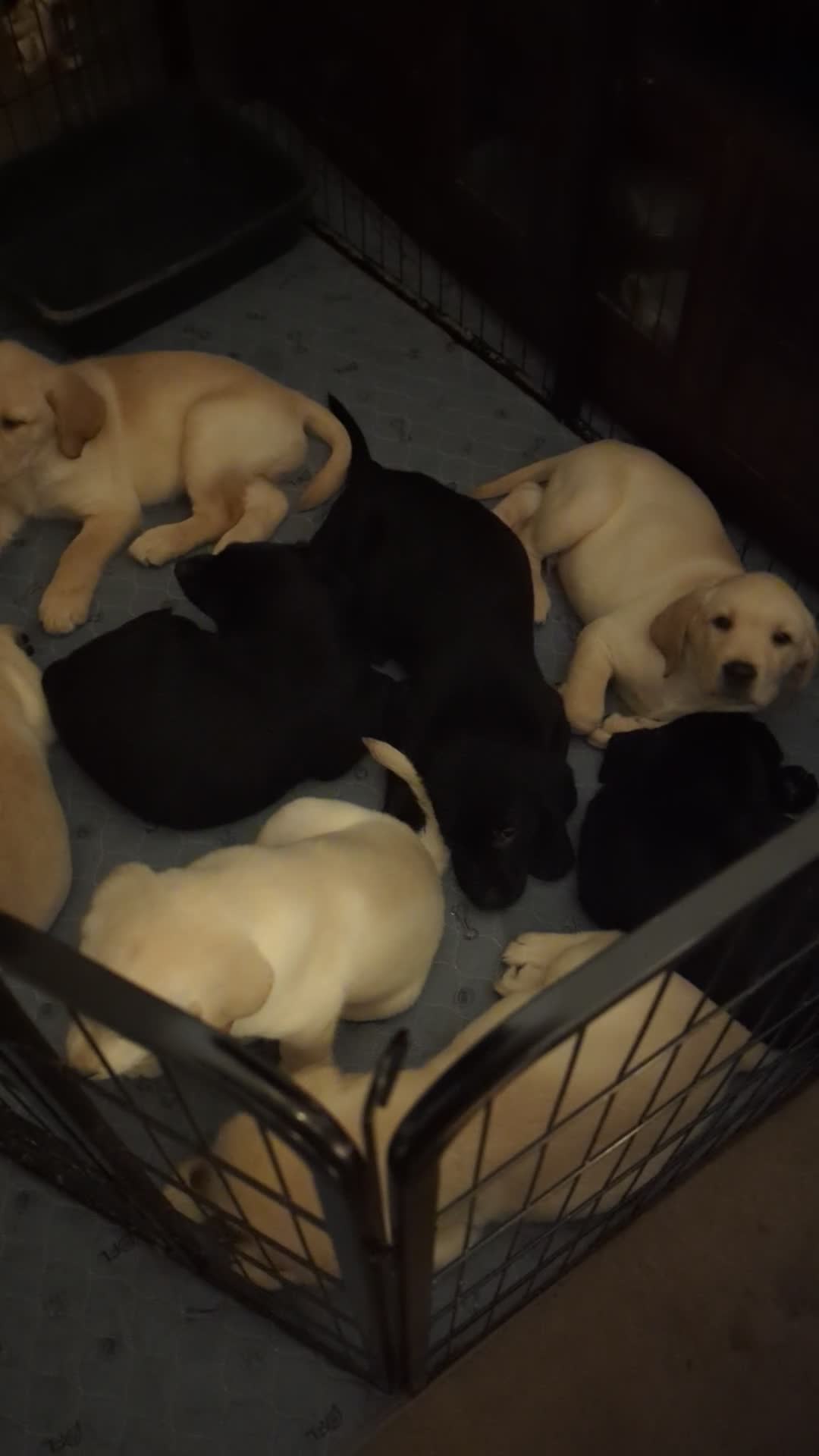 Goldador dogs for sale: 9 Week old Goldador Puppies - ready to go - Video 1
