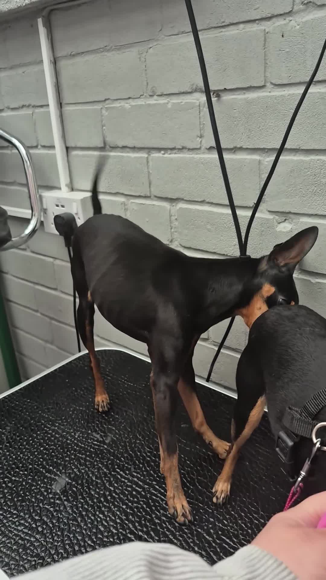Miniature Pinscher dogs for sale: 4 Kc Registered Mini Pinschers  - Video 2