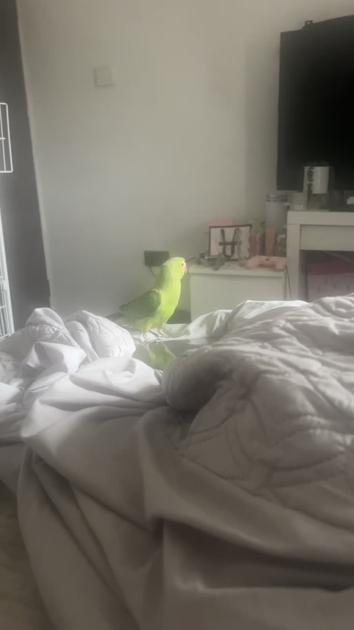Parrots birds for sale: Indian ringneck parrot - Video 1