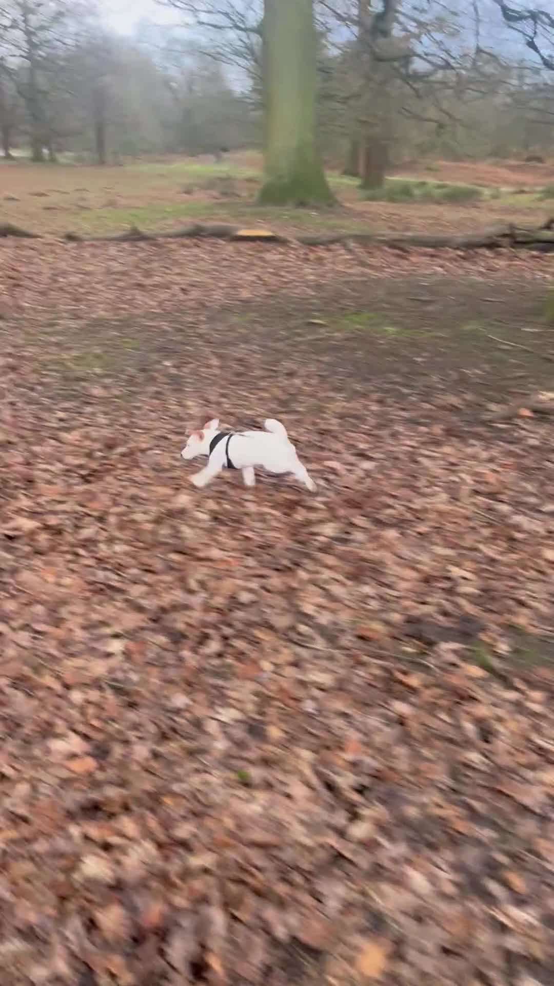 Jack Russell dogs for stud: Beautiful Jack Russell for Stud  - Video 2