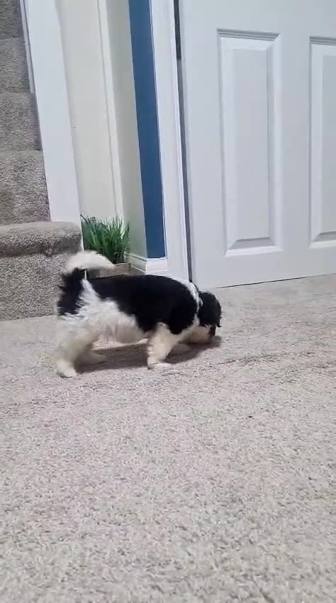 Cavapoo dogs for sale: Cavapoo puppy  - Video 1