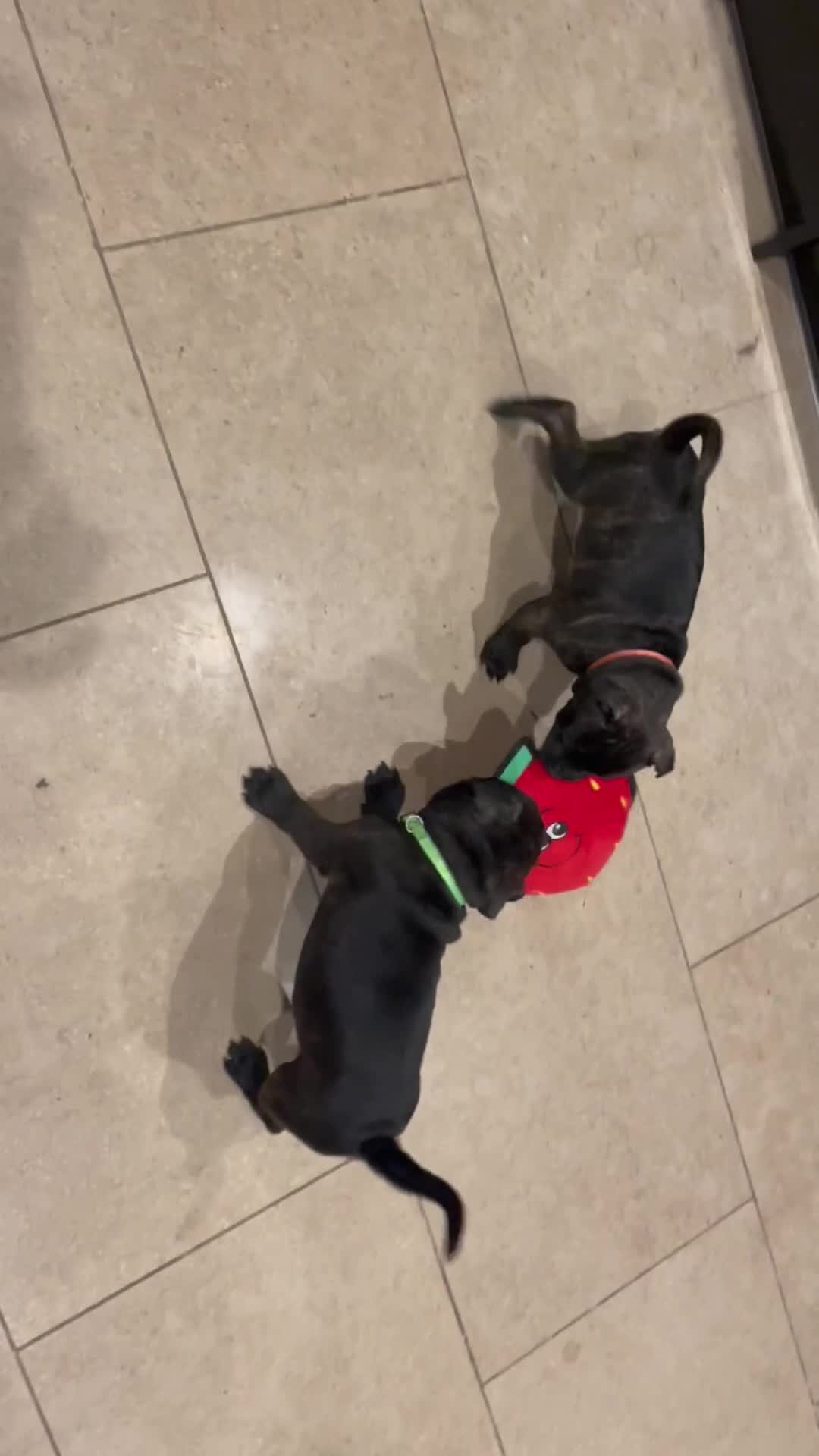 Staffordshire Bull Terrier dogs for sale: KC Reg - Only 1 Boy Available  - Video 2