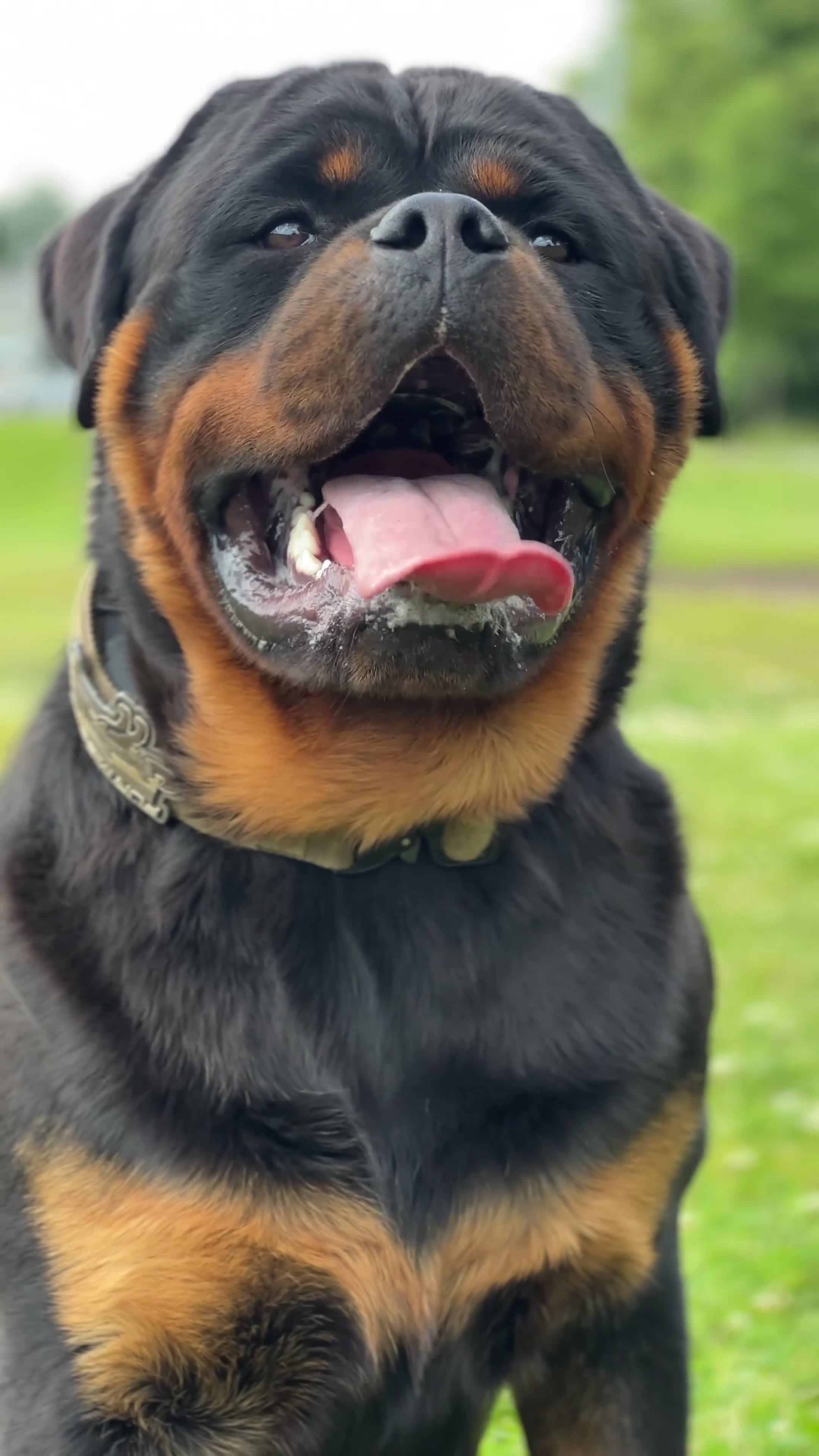 Rottweiler dogs for sale: KC German Line Rottweilers – Mother & Son Pair - Video 1