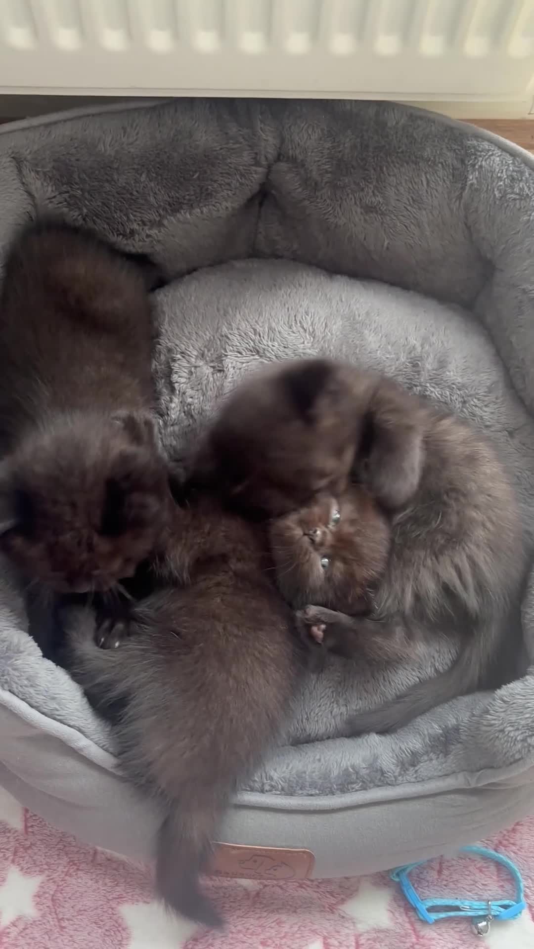 British Shorthair cats for sale: Adorable Kittens Looking for loving new homes - Video 1