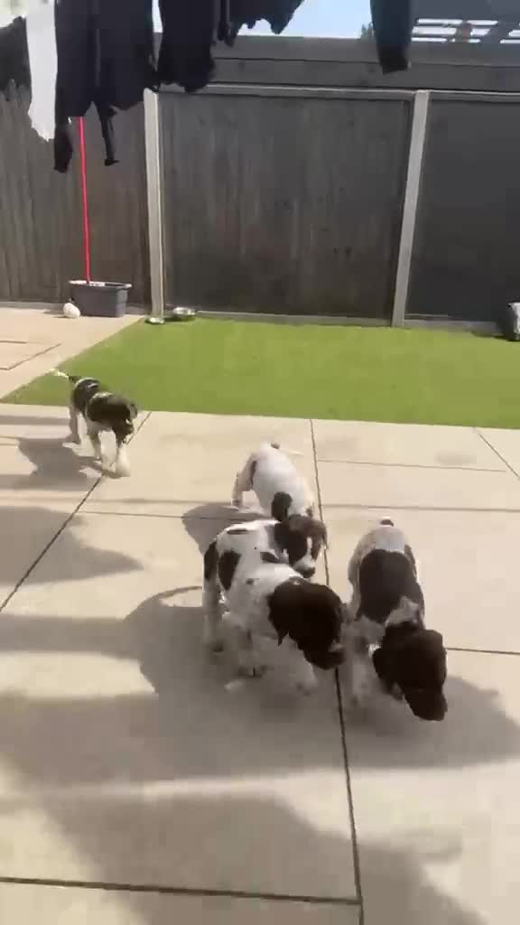 German Shorthaired Pointer dogs for sale: German Short Haired Pointer Puppies  - Video 1