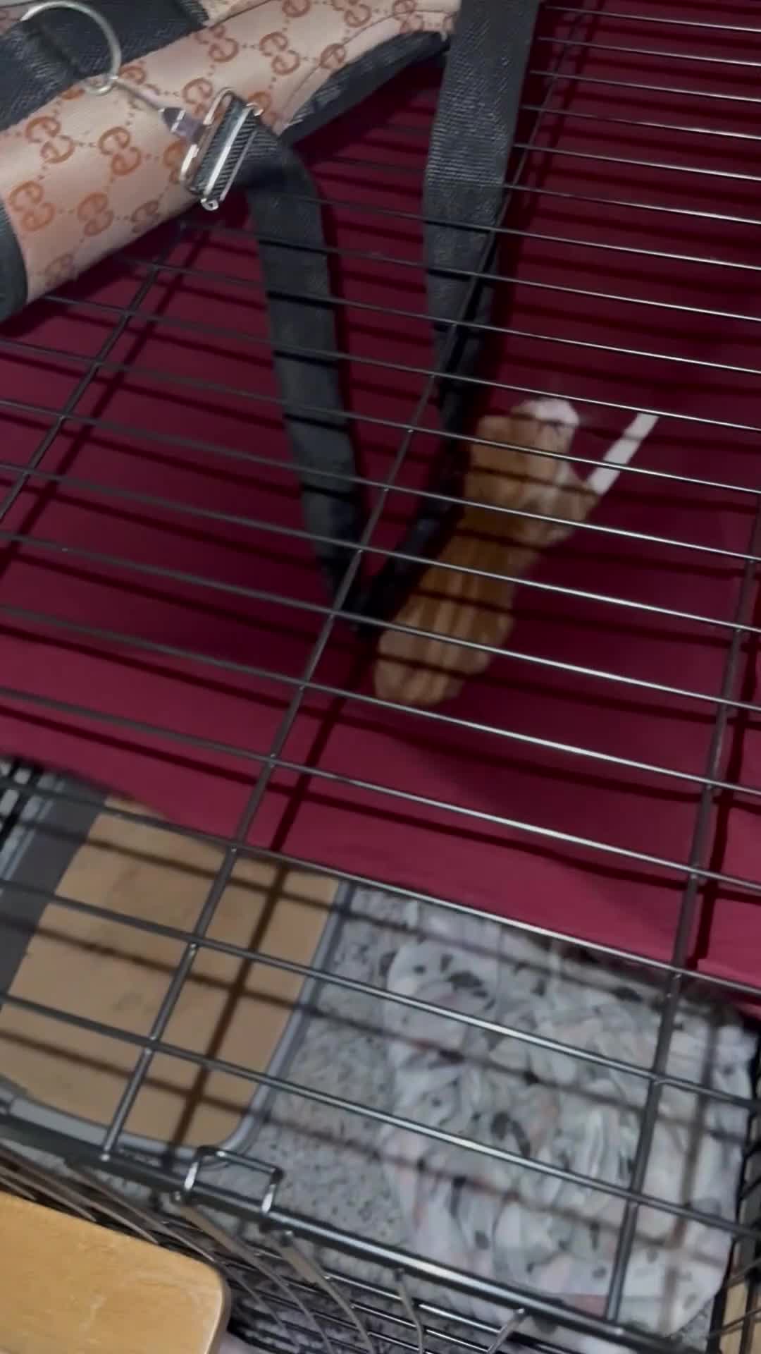 Domestic Shorthair cats for sale: Ginger kitten  - Video 2