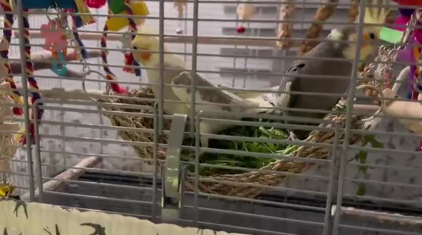 Cockatiels birds for sale: Two male cockatiels for sale  in Didcot - Video 1