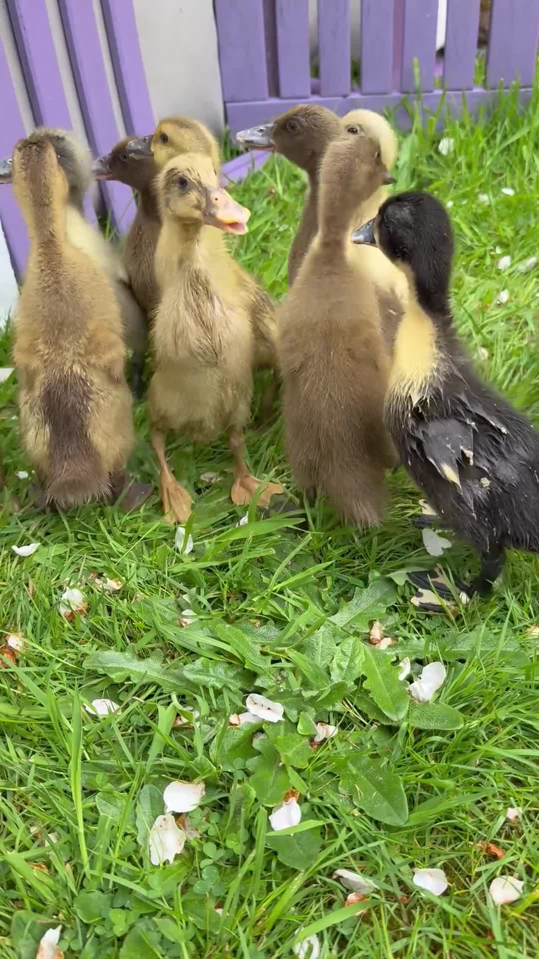 Ducks poultry for sale: Indian Runner Ducklings and other breeds  in Frodsham - Video 1