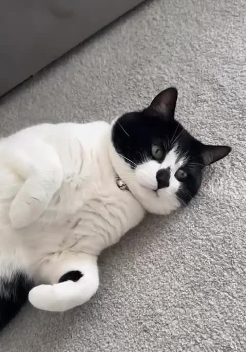 British Shorthair cats for sale: Tyson! - Video 2