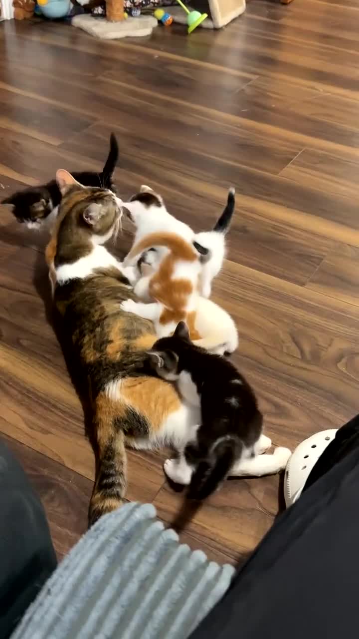 Mixed Breed cats for sale: Kittens for sale‼️ - Video 1