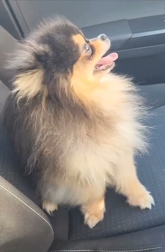 Pomeranian dogs for sale: Male pomeranian  - Video 1
