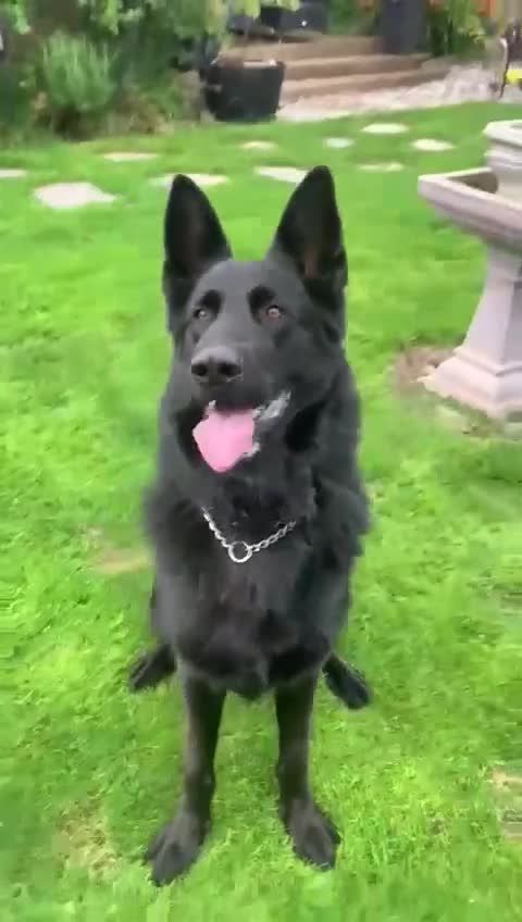 German Shepherd dogs for sale: K.C German Shepherd Puppies  - Video 1