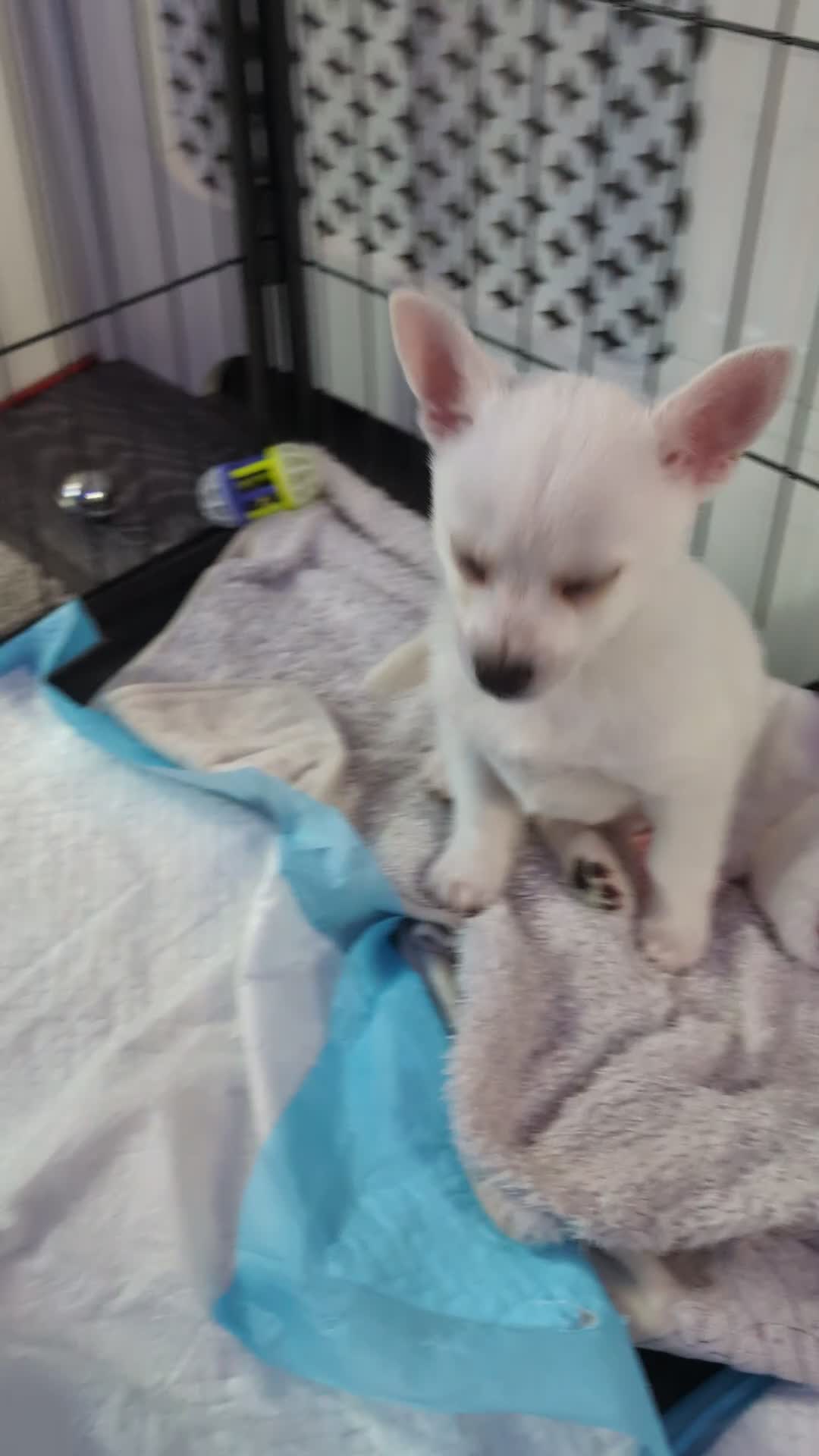 Pomchi dogs for sale: Pomchi puppy's  - Video 1