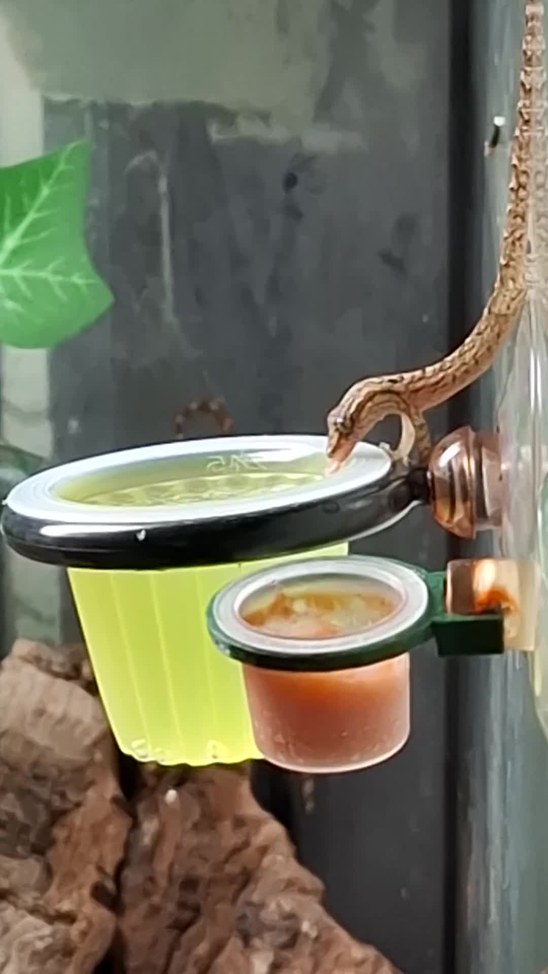 Gecko reptiles for sale: Baby Mourning geckos and Isopods for sale - Video 1