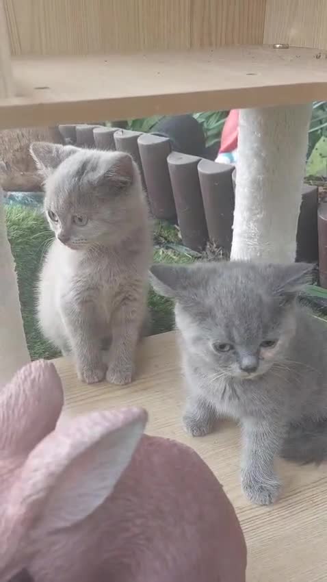 British Shorthair cats for sale: ✨️ Fun Loving Furball BSH Kittens ✨️ - Video 1