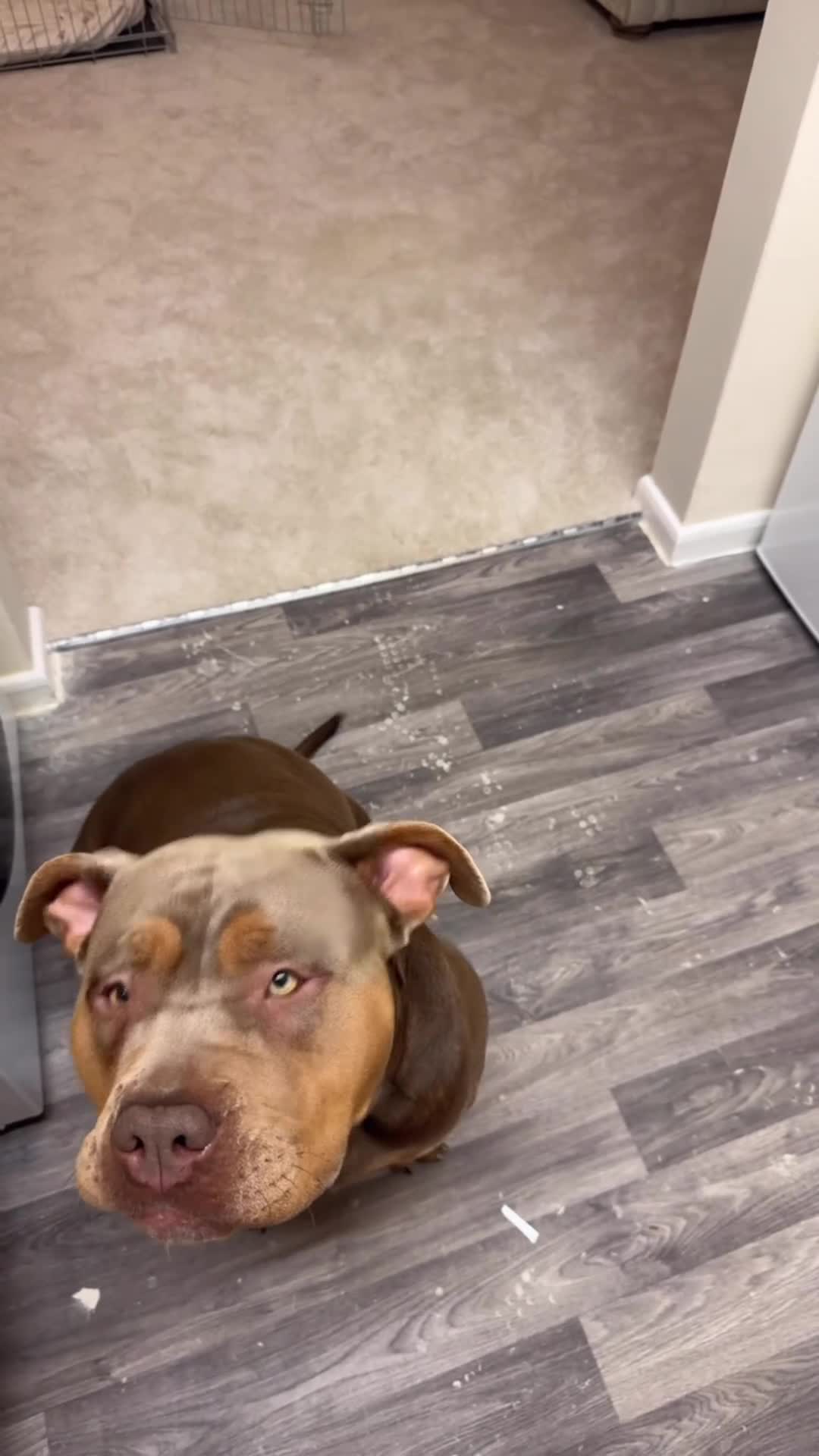 American Bully dogs for sale: Lilo the standard bully  - Video 1