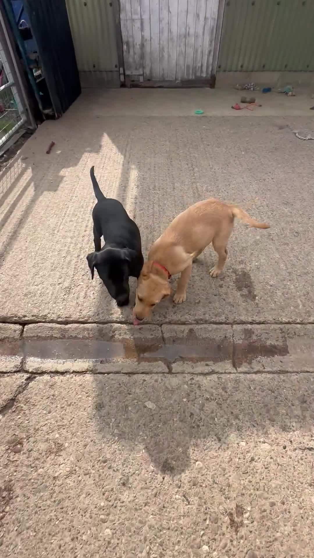 Labrador Retriever dogs for sale: Ready now!! KC Fox Red & Black Labrador Puppies - Video 2