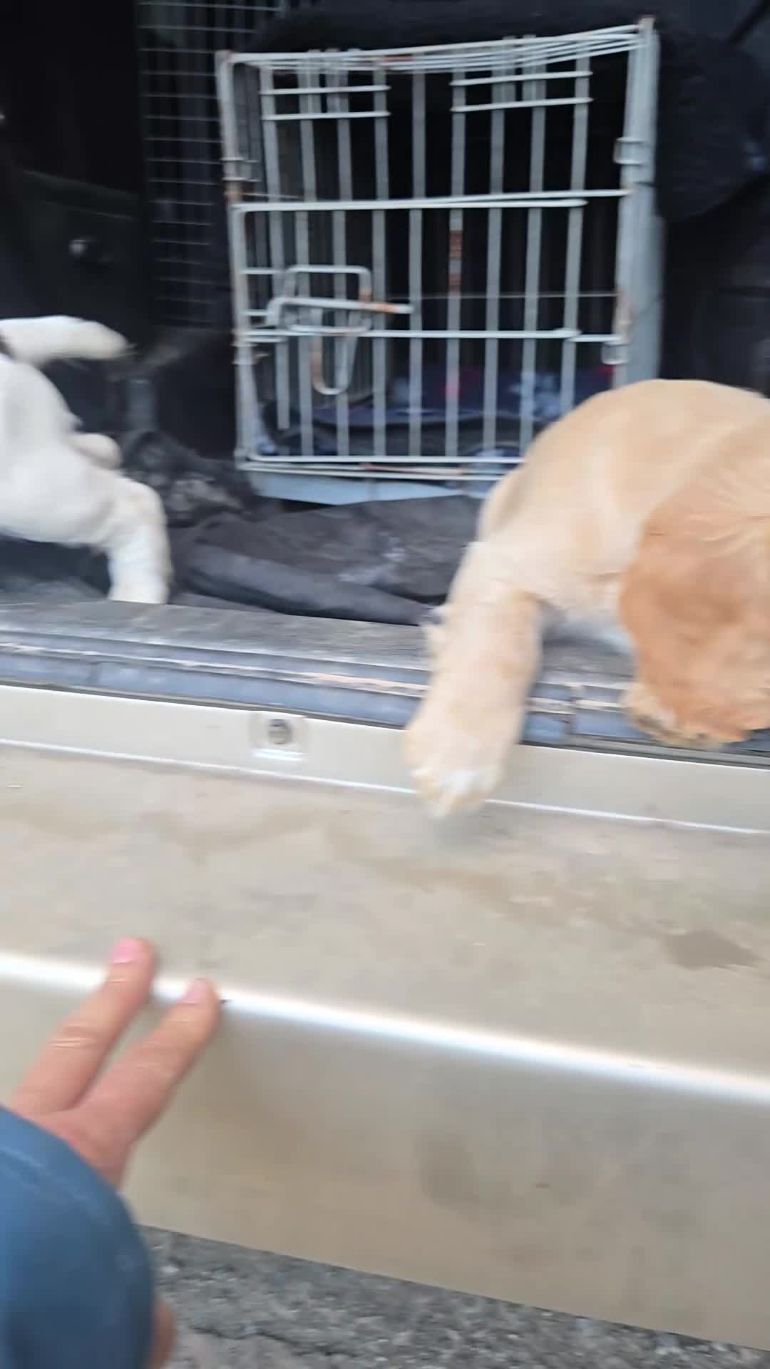 Cocker Spaniel dogs for sale: WORKING COCKER. in Chulmleigh - Video 2