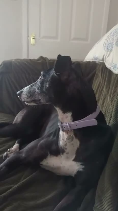 Mixed Breed dogs for adoption: ❤️Sweet SYLVIE❤️ 40-MPH Couch Potato in Leicester - Video 3