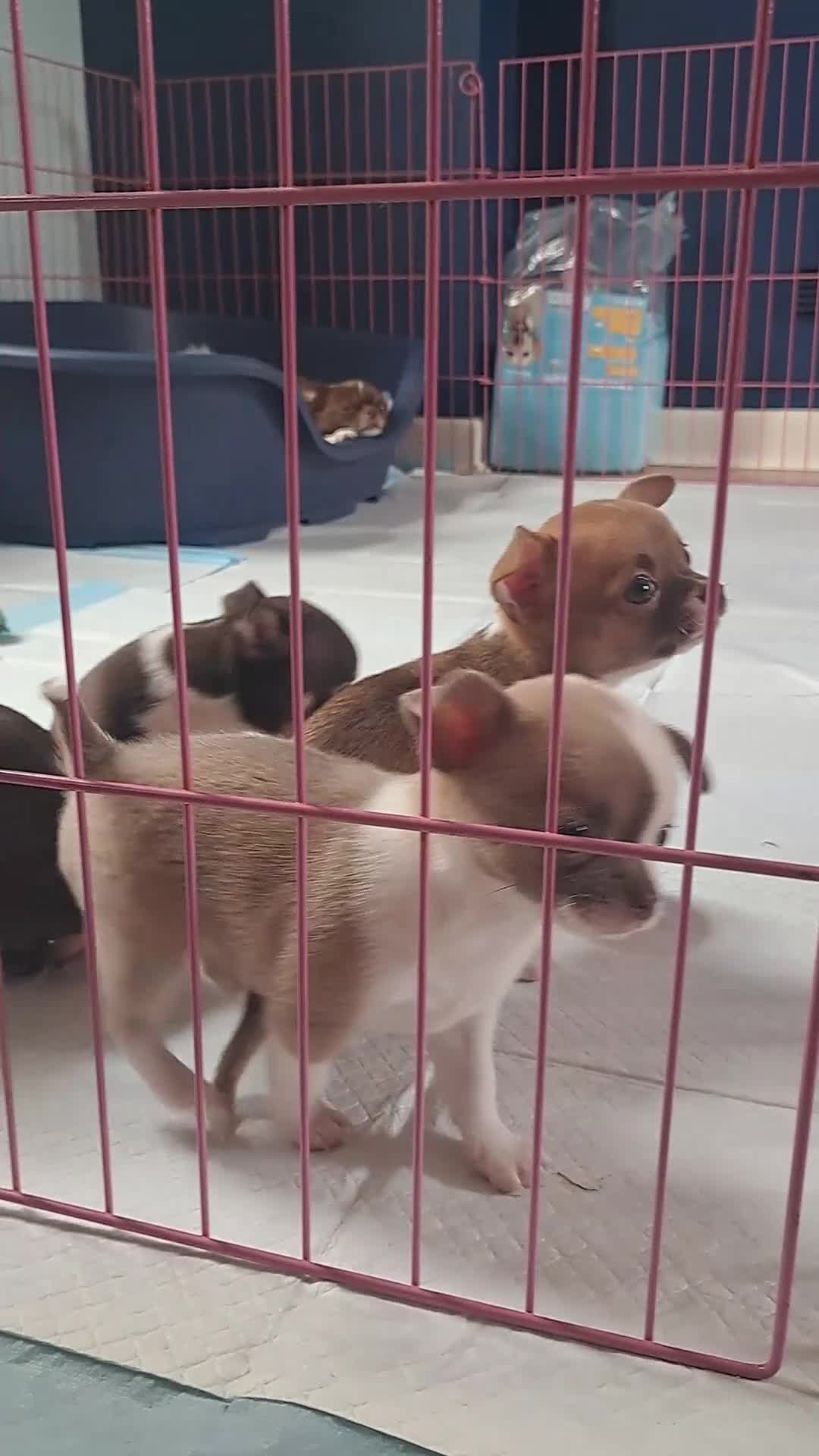 Chihuahua dogs for sale: Chihuahua Puppies  in Norwich - Video 1