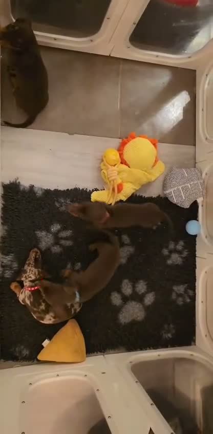 Miniature Dachshund dogs for sale: 🐶 READY TODAY 🐶 3 Minature Dachshund puppies 🐶  - Video 2