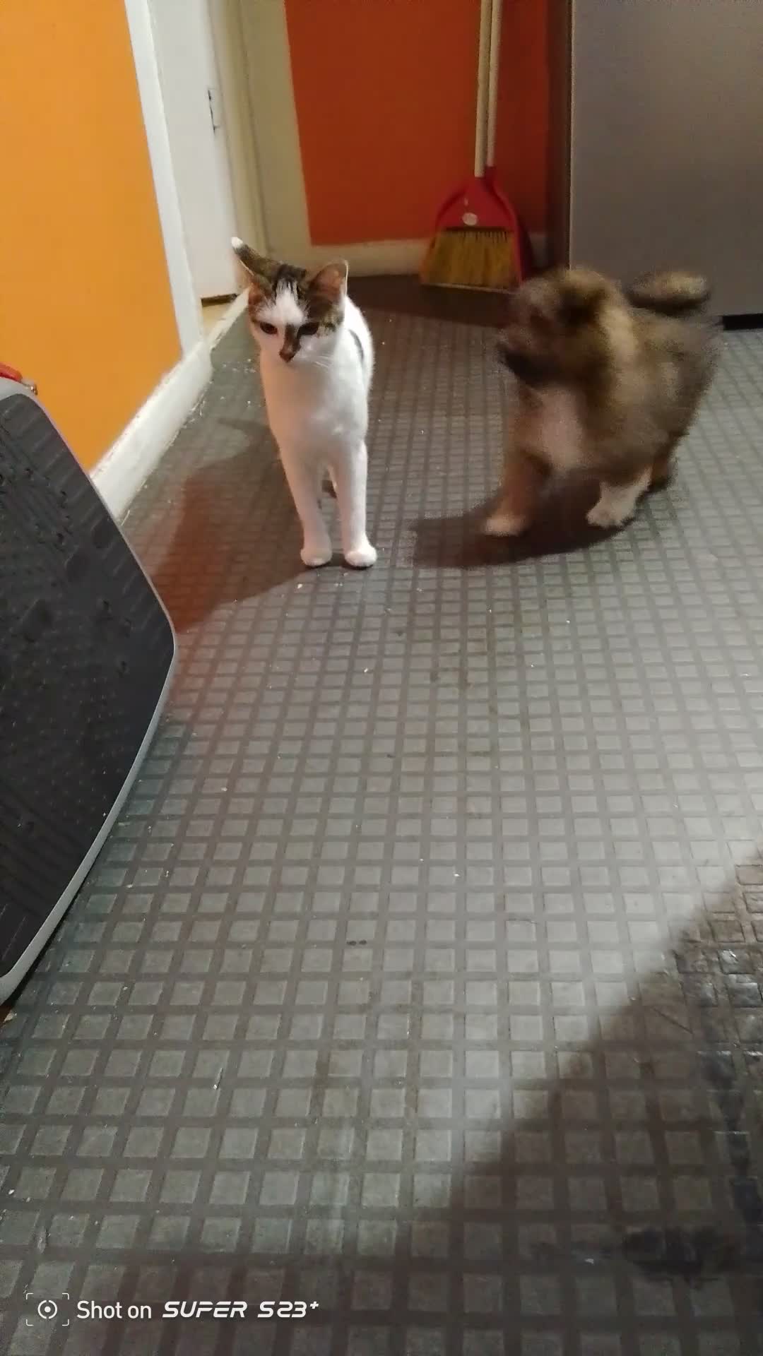 Mixed Breed dogs for sale: Puppy  - Video 1