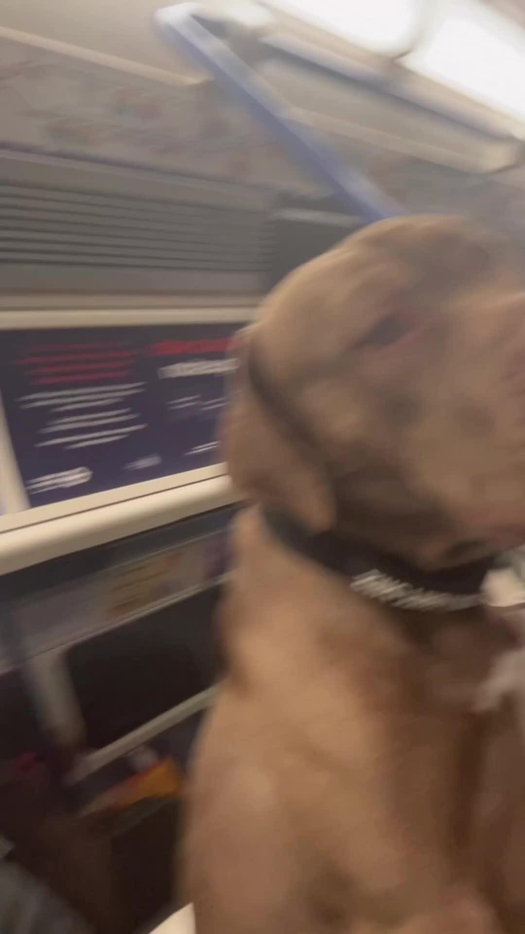American Bulldog dogs for sale: American bulldog  - Video 2