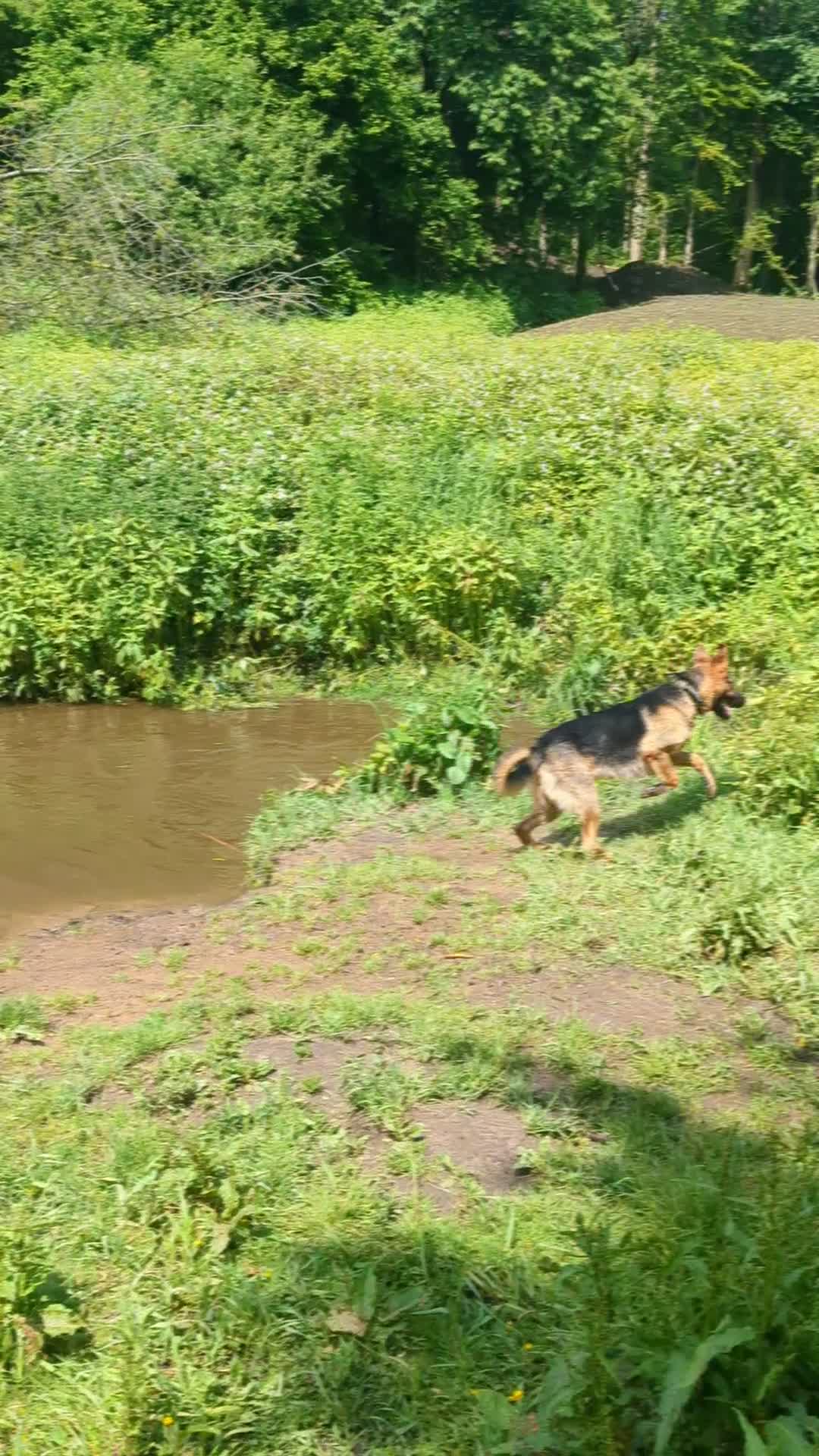 German Shepherd dogs for sale: 11 month German shepard - Video 1