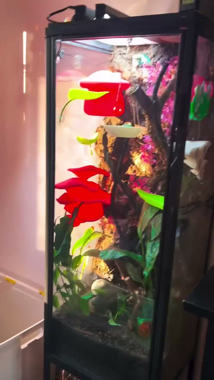 Frog reptiles for sale: Whites Tree frogs high snowflake dumpy frog x3 - Video 3