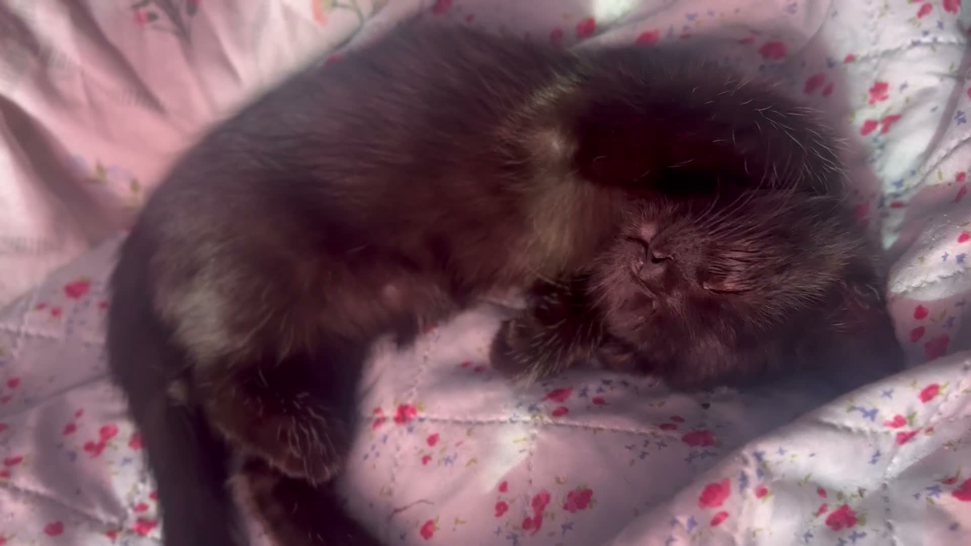 Mixed Breed cats for sale: Beautiful litter domestic short haired kittens - Video 4